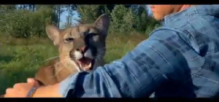 Stop kadras/Egidijus Knispelis „TV pagalbos“ anonse filmavosi su puma