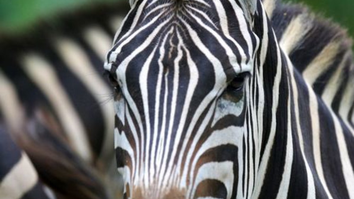 Zebras / Fotolia nuotr.