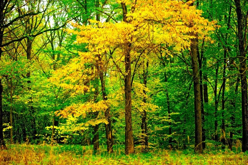 Medžiai / Shutterstock nuotr.