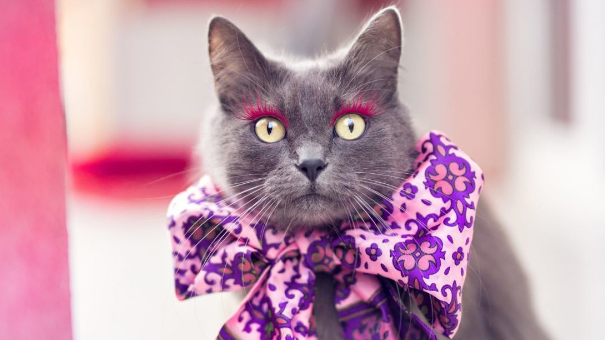 Rumunės glamūrinė katė užkariauja „Instagram“ / „Scanpix“/„Caters News Agency“ nuotr.