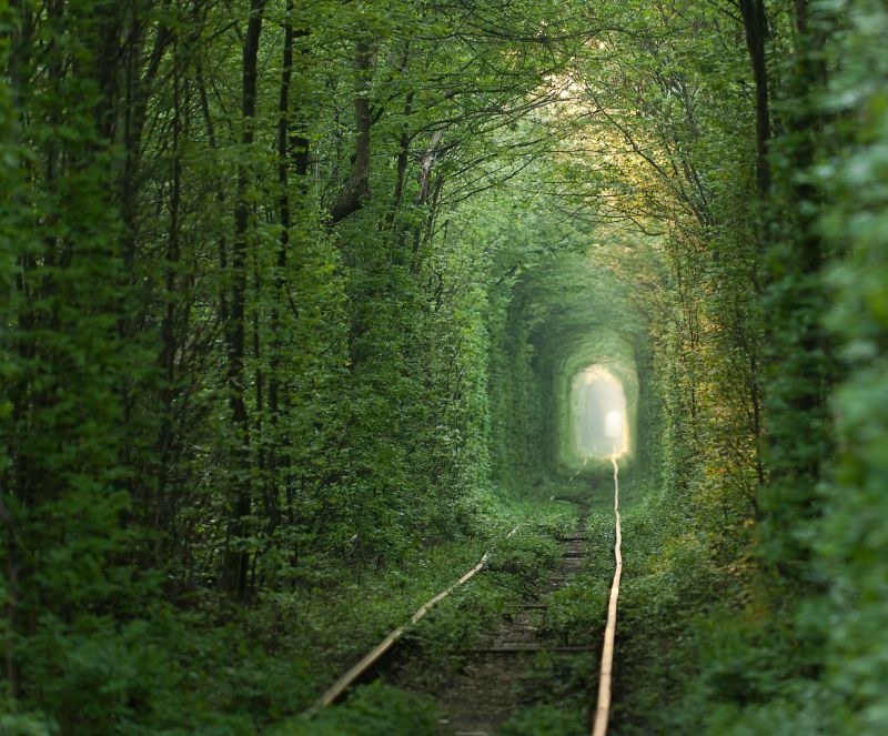 Meilės tunelis, natūraliai suformuotas iš medžių Ukrainoje, Klevane / Shutterstock nuotr.