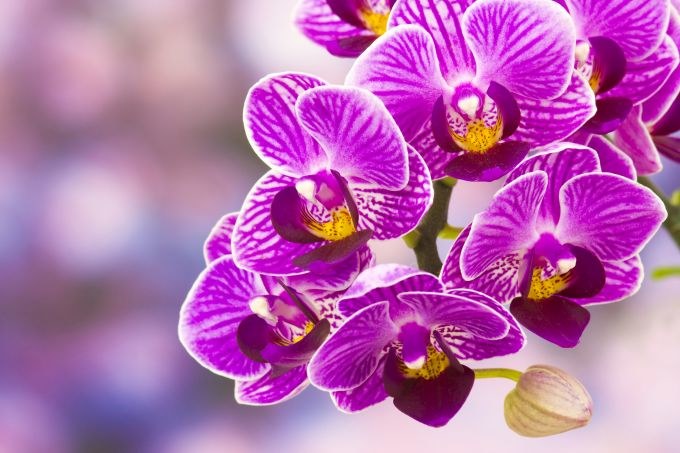 Orchidėja / Fotolia nuotr.