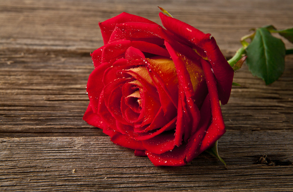 Raudona rožė / „Shutterstock“ nuotr.
