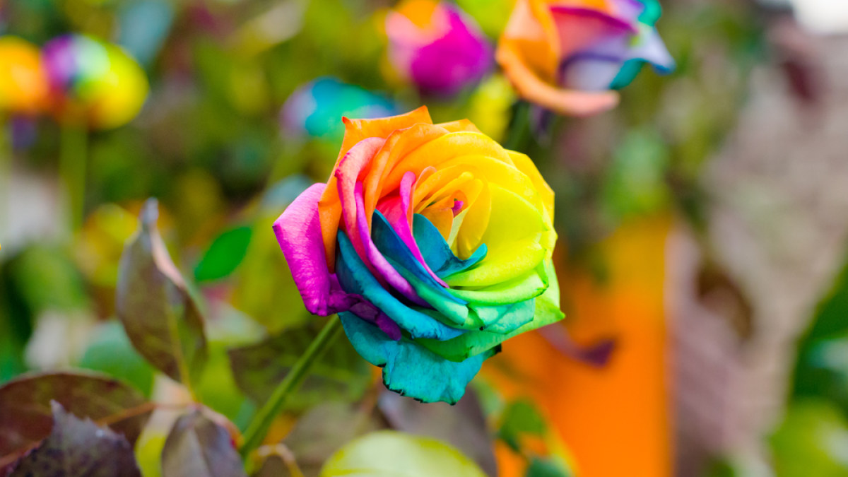 Įvairiaspalvė rožė / „Shutterstock“ nuotr.