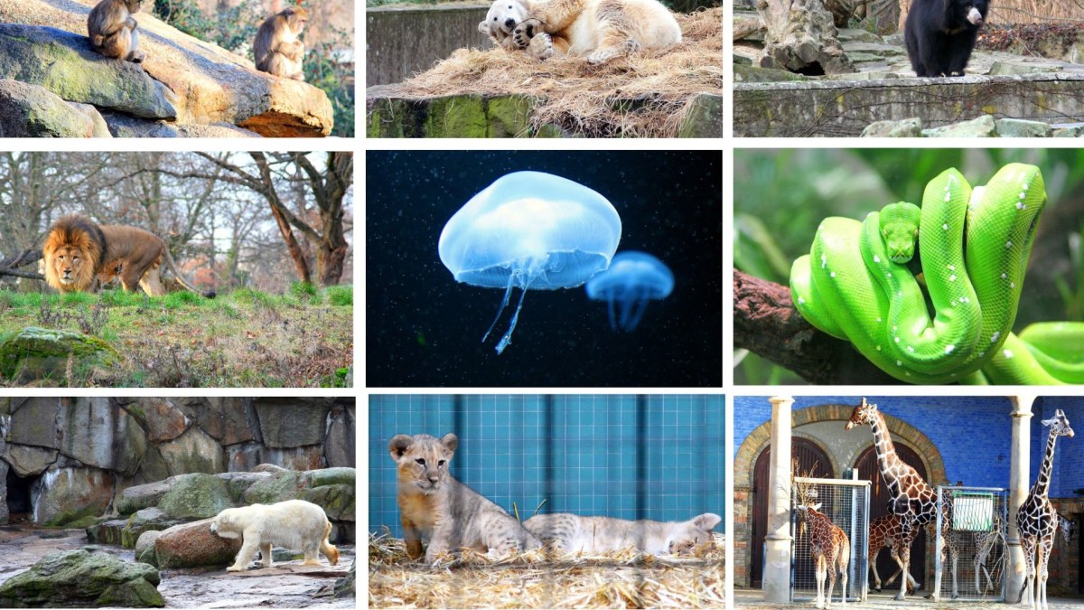 Berlyno zoologijos sode – daugybė įdomių gyvūnų / 123rf.com nuotr.