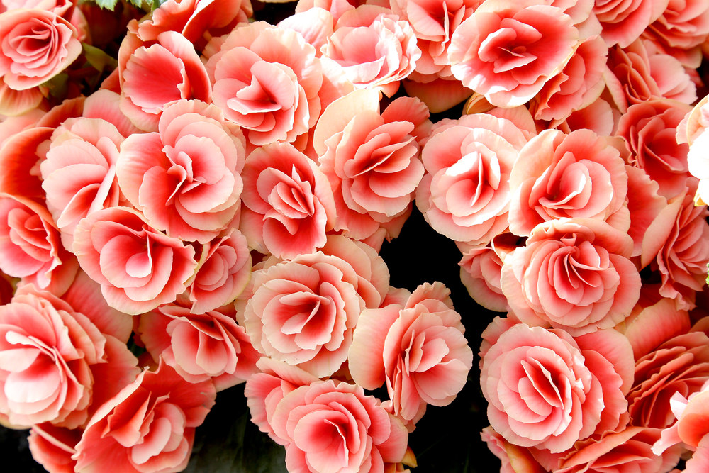 Gėlių žiedai / Shutterstock nuotr.