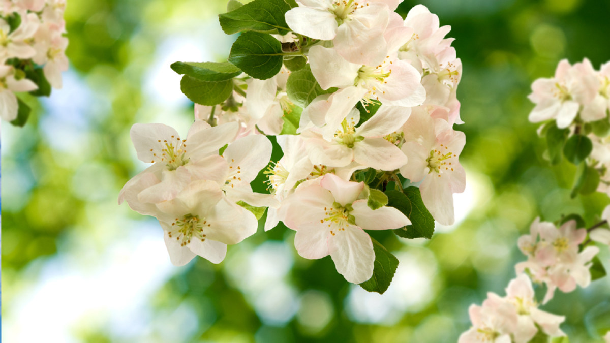 Gėlės  / Shutterstock nuotr.