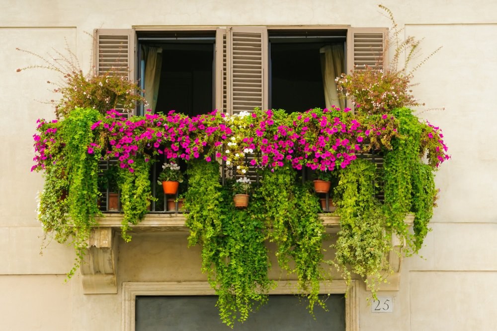Daržas balkone / „Shutterstock“ nuotr.