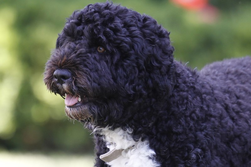 Lil Good luck accent Baracko Obamos šeima neteko mylimo šuns: Baltuosiuose rūmuose Bo buvo lyg  ambasadorius | Žmonės.lt