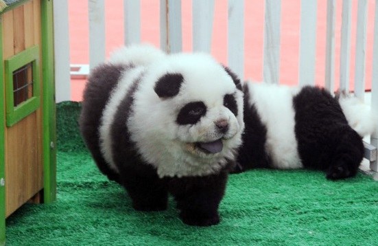 Kinijoje populiarėja į pandas panašūs šuneliai / Kadras iš vaizdo įšrašo