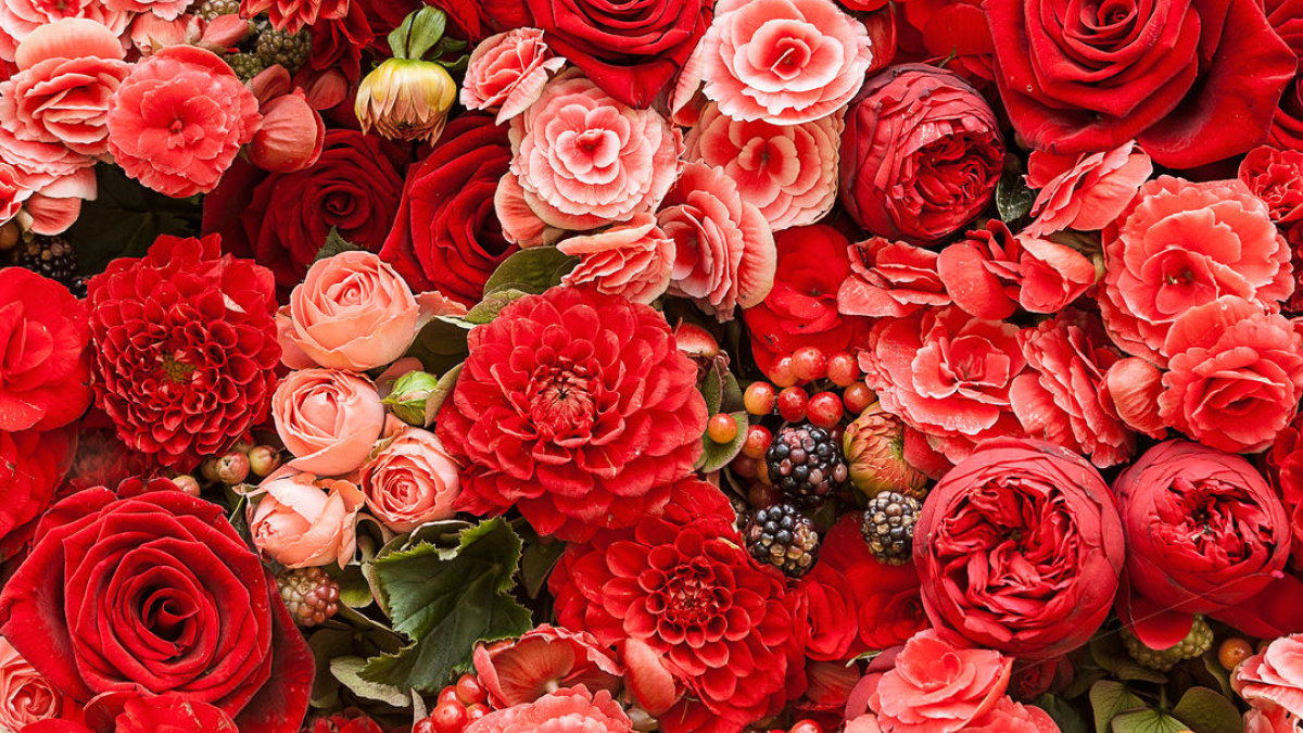 Rožių gausybė / Shutterstock nuotr.