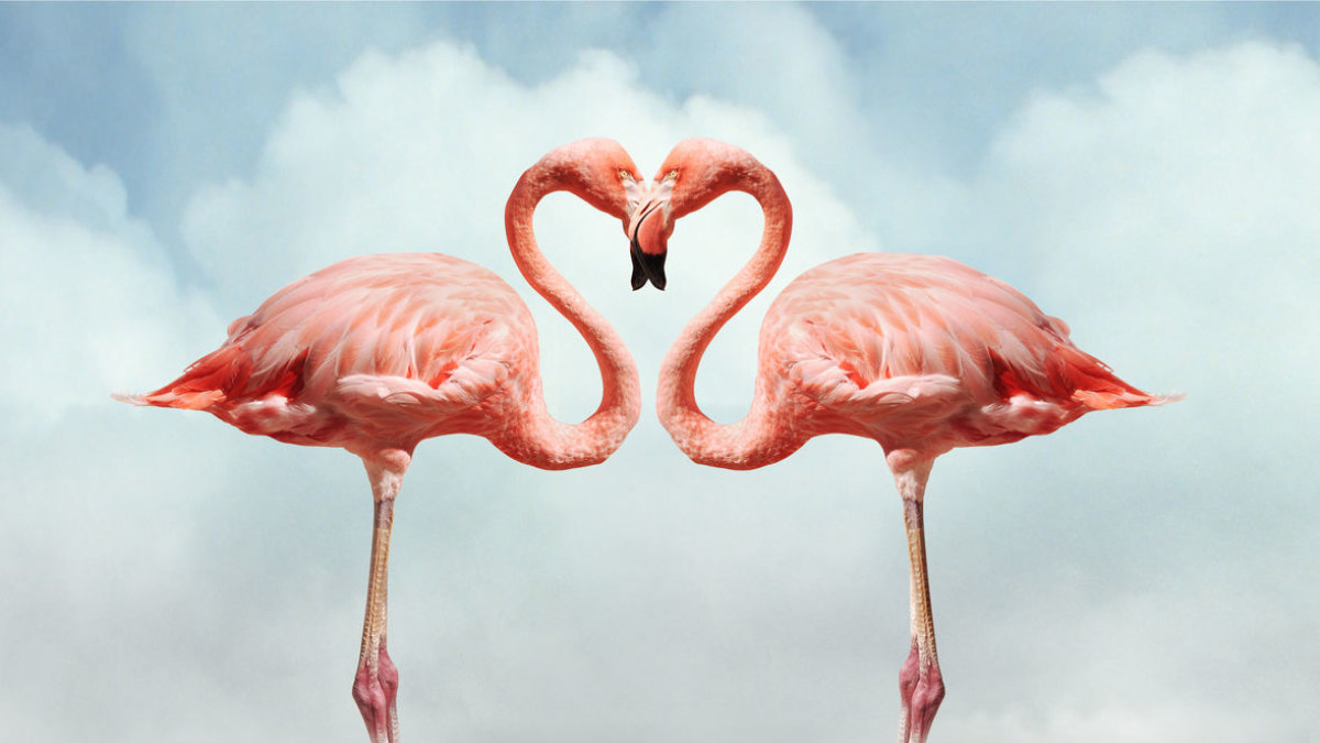Rožiniai flamingai / „Shuterstock“ nuotr.