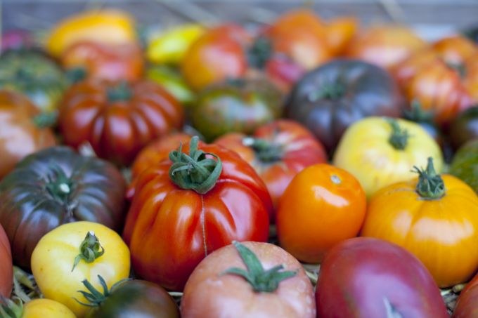 Įvairiaspalviai pomidorai / Fotolia nuotr.