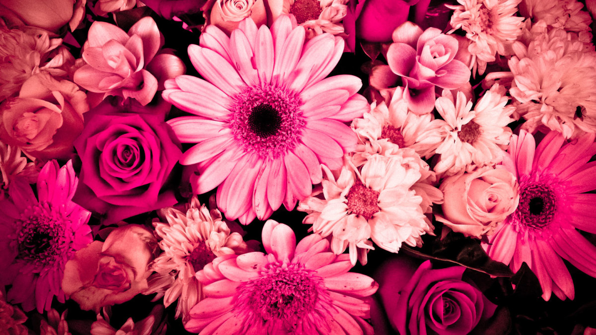 Gėlės / Shutterstock nuotr.