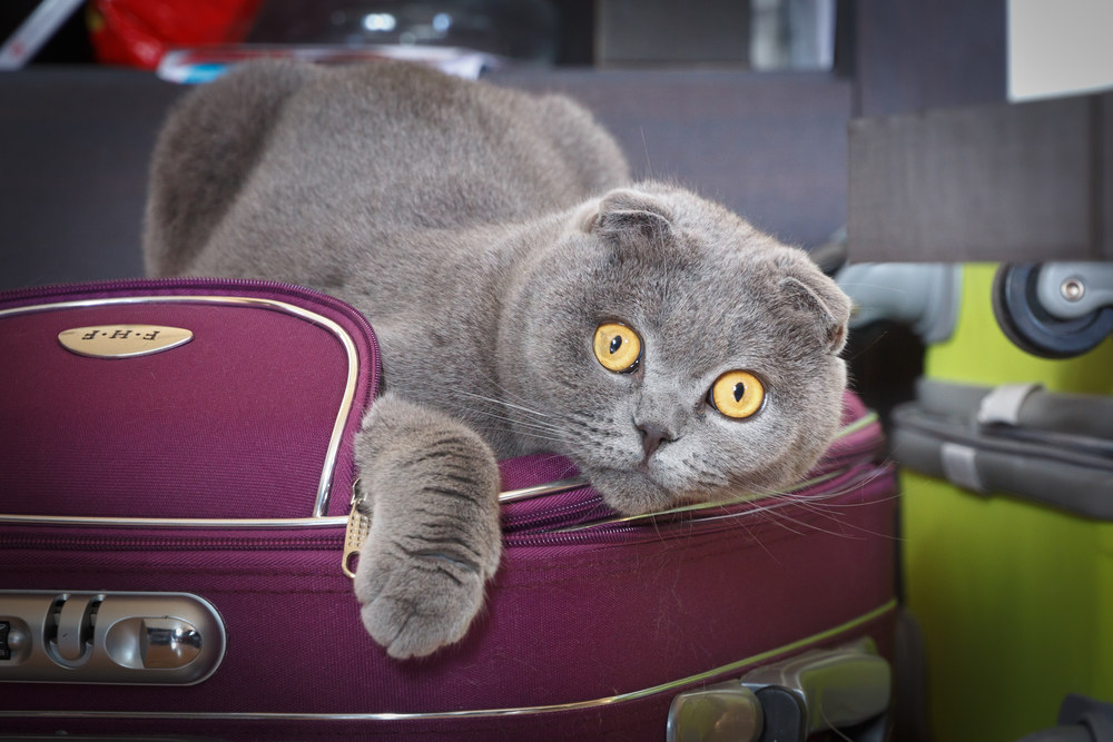 Katė lagamine