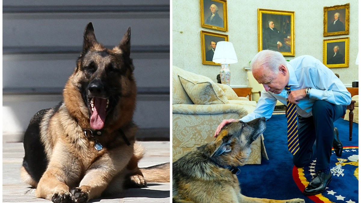 Joe Bideno šeimos šuo Champas / „Scanpix“ nuotr.