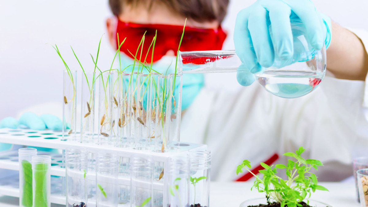 Laboratorijoje auginami augalai / Shutterstock nuotr.