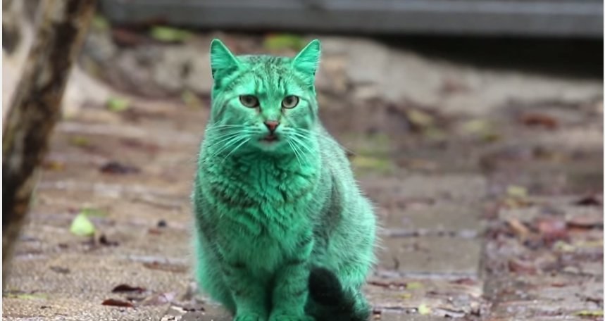 Žalias katinas / Kadras iš vaizdo įrašo