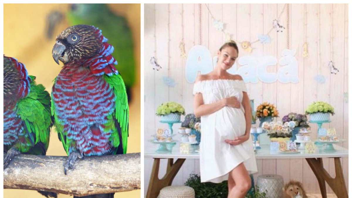 Candice Swanepoel savo dar negimusiam sūnui išrinko papūgų rūšies vardą / 123RF ir „Instagram“ nuotr.