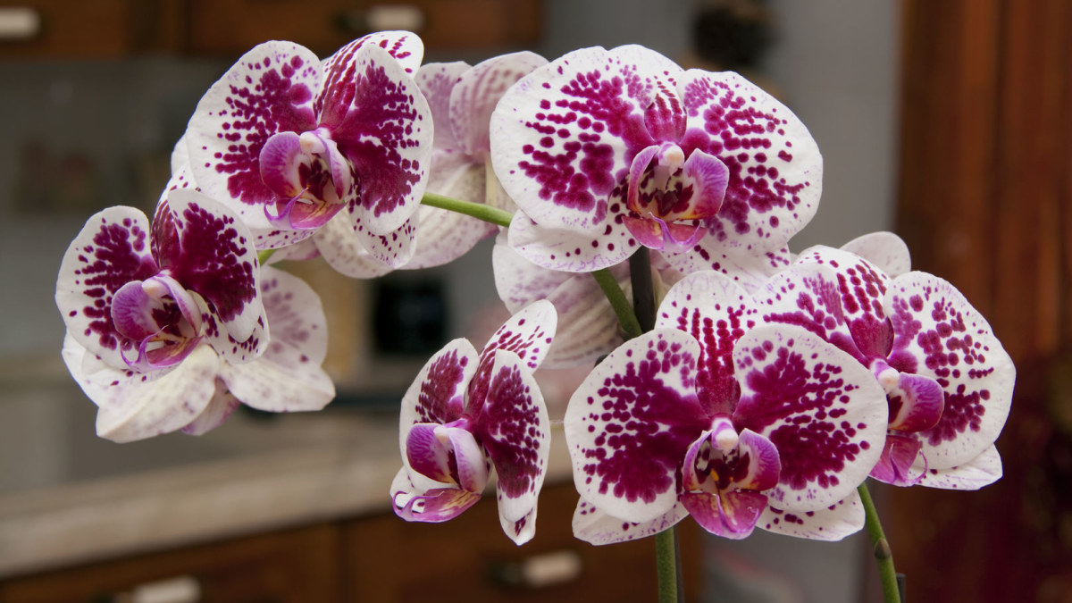 Orchidėjos. / Fotolia nuotr.