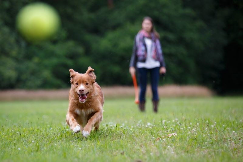 Nepamirškite, kad kiekvienos veislės šuniui būdingas atitinkamas charakteris, veislės paskirtis ir elgsena. / Shutterstock nuotr.