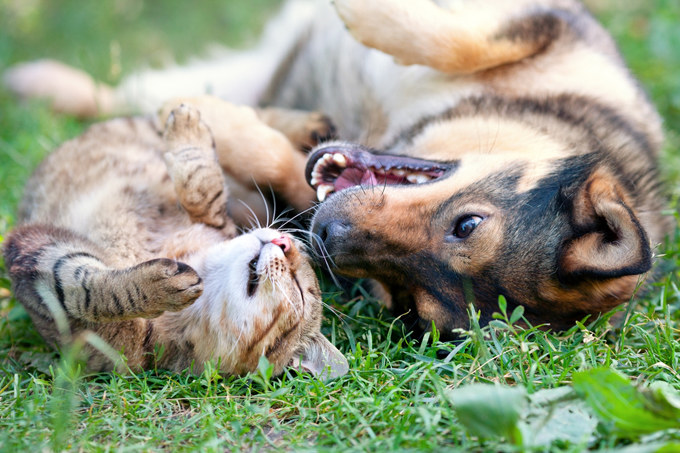 Šuo ir katė / Shutterstock nuotr.