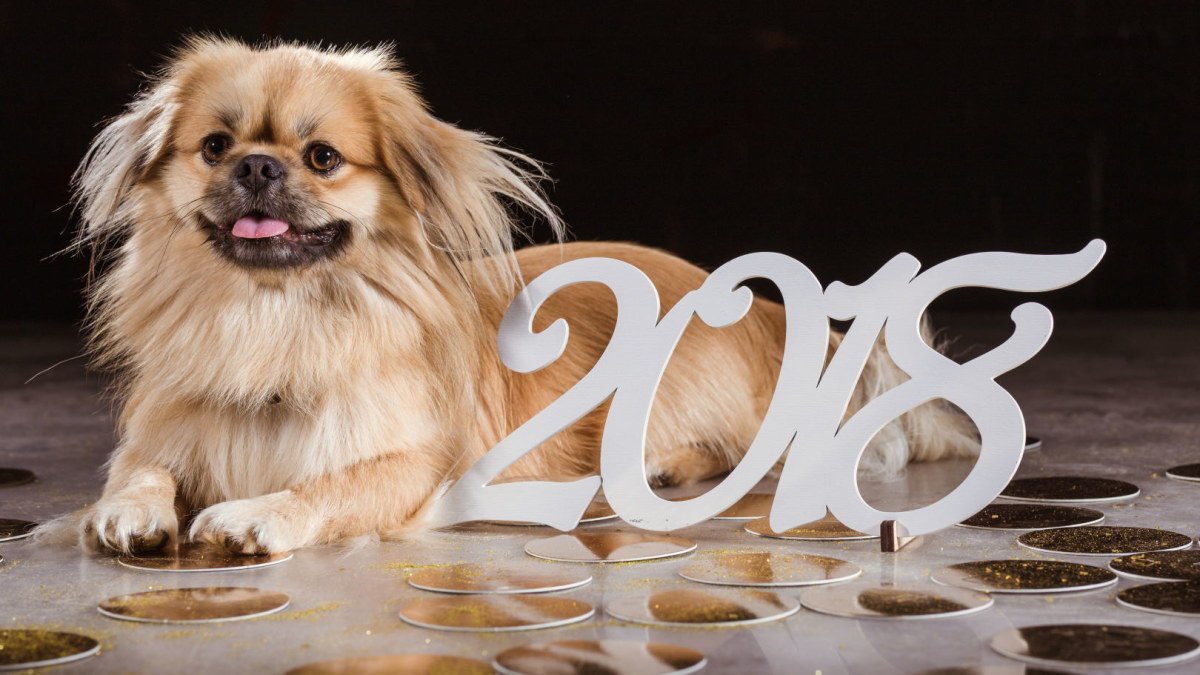 2018-ieji – Geltonojo Žemės šuns metai / Shutterstock nuotr.