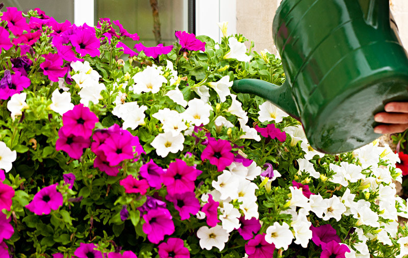 Balkono gėlės / Shutterstock nuotr.