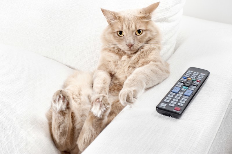 Televizijos magija prikausto ir gyvūnus / Shutterstock nuotr.