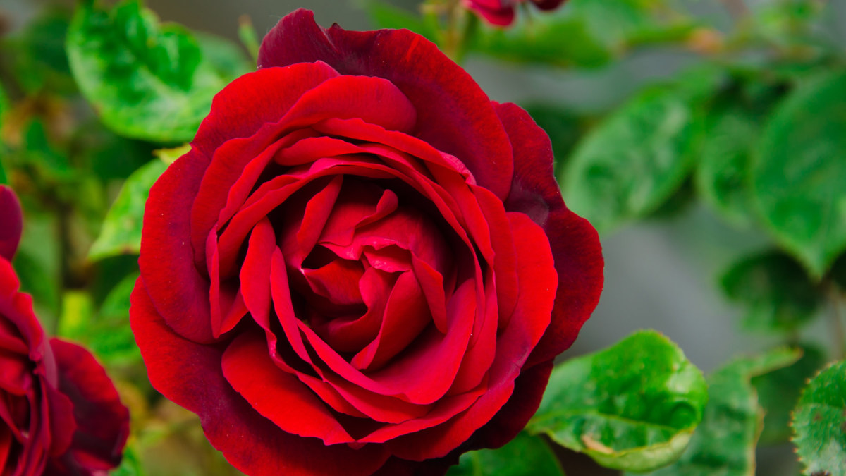 Raudona rožė / „Fotolia“ nuotr.
