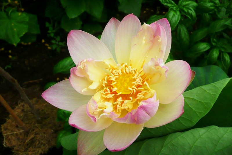 Patirtis: žydintys lotosai Lietuvoje – tai įmanoma / tvenkinukas.lt nuotr. 