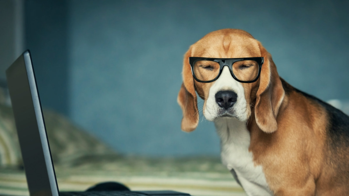 Šuo su akiniais / „Fotolia“ nuotr.