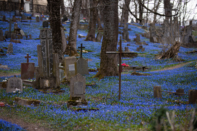 Bernardinų kapinėse pražydo pavasario šaukliai – sibirinės scylės / Gretos Skaraitienės / „ŽMONĖS Foto“ nuotr.