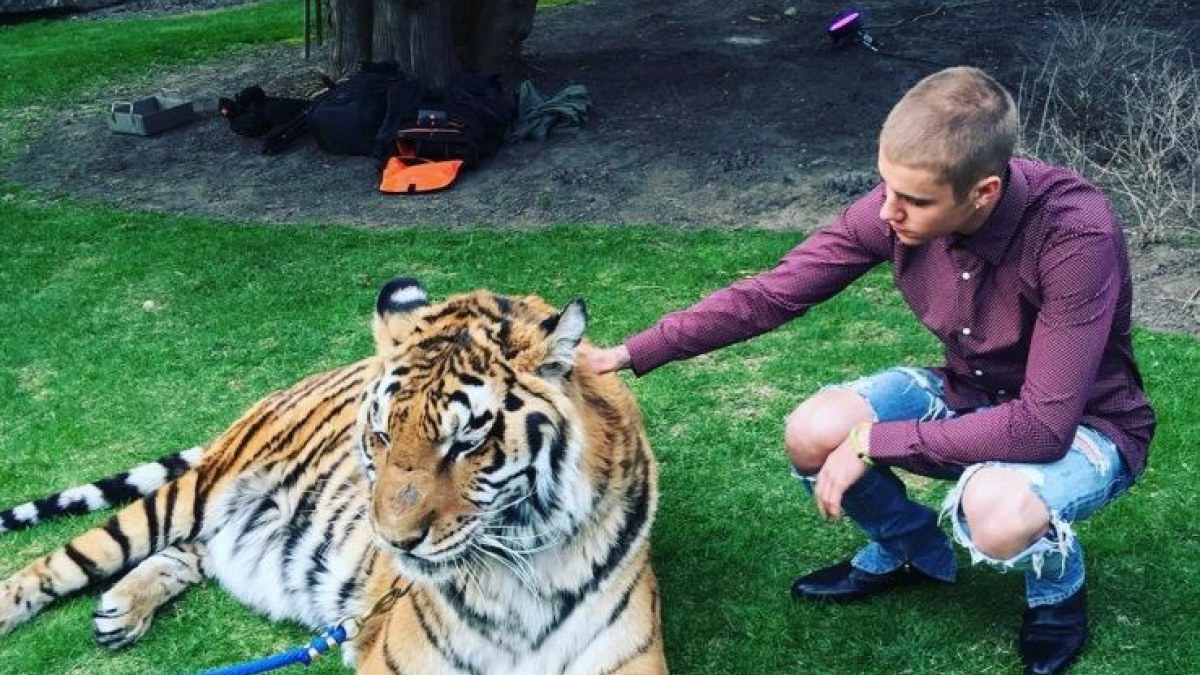 Justinas Bieberis su bengaliniu tigru / „Instagram“ nuotr.