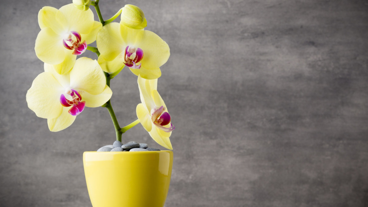 Geltona orchidėja / „Fotolia“ nuotr.