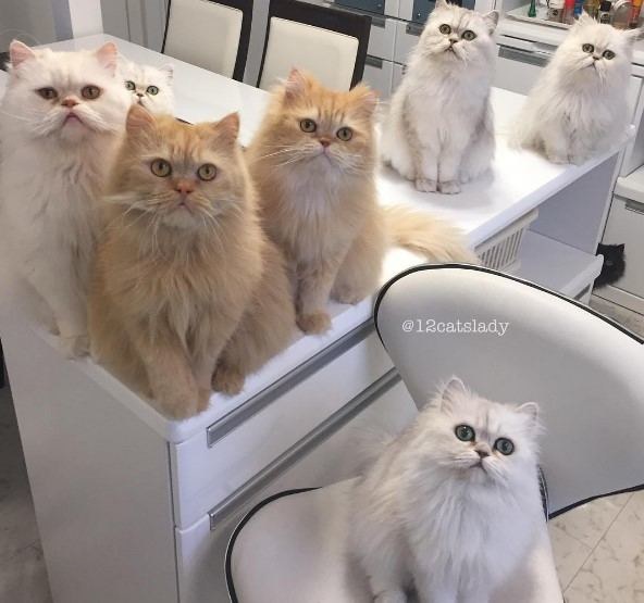 Japonė augina 12 kačių / „Instagram“ nuotr.