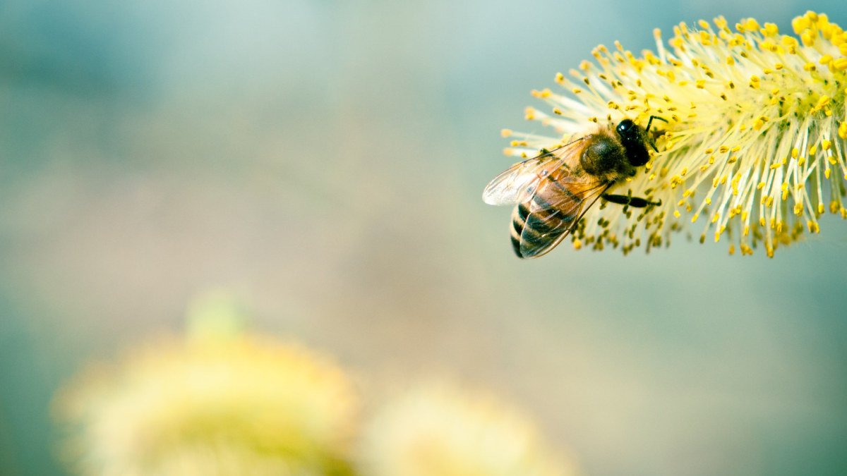 Bitė / Shutterstock nuotr.