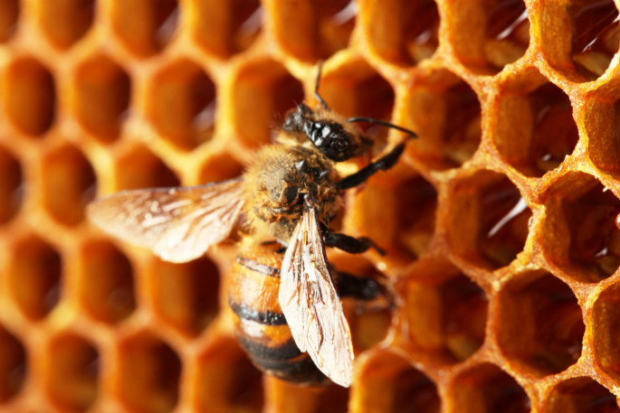 Bitė kopia medų / Shutterstock nuotr.