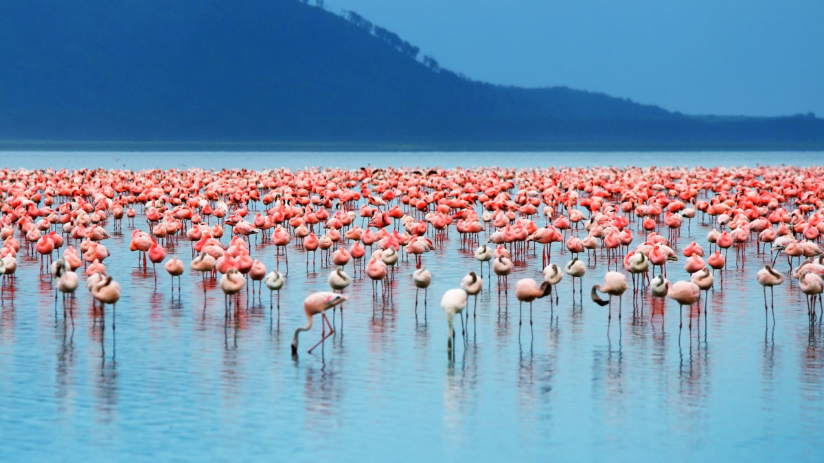 Flamingai. / Fotolia nuotr.