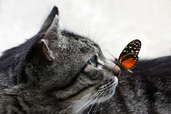 Katė su drugeliu / Fotolia nuotr.