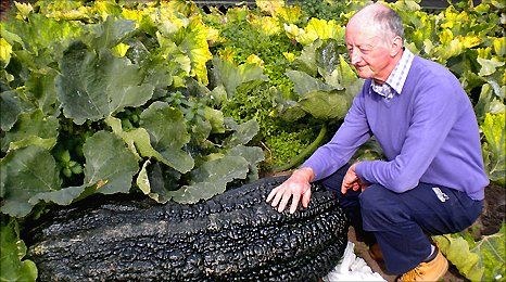 Rekordinis agurotis, išaugintas Peterio Glazebrooko