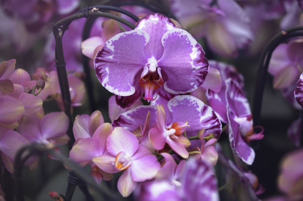 Orchidėjos / AP/„Scanpix“ nuotr. 