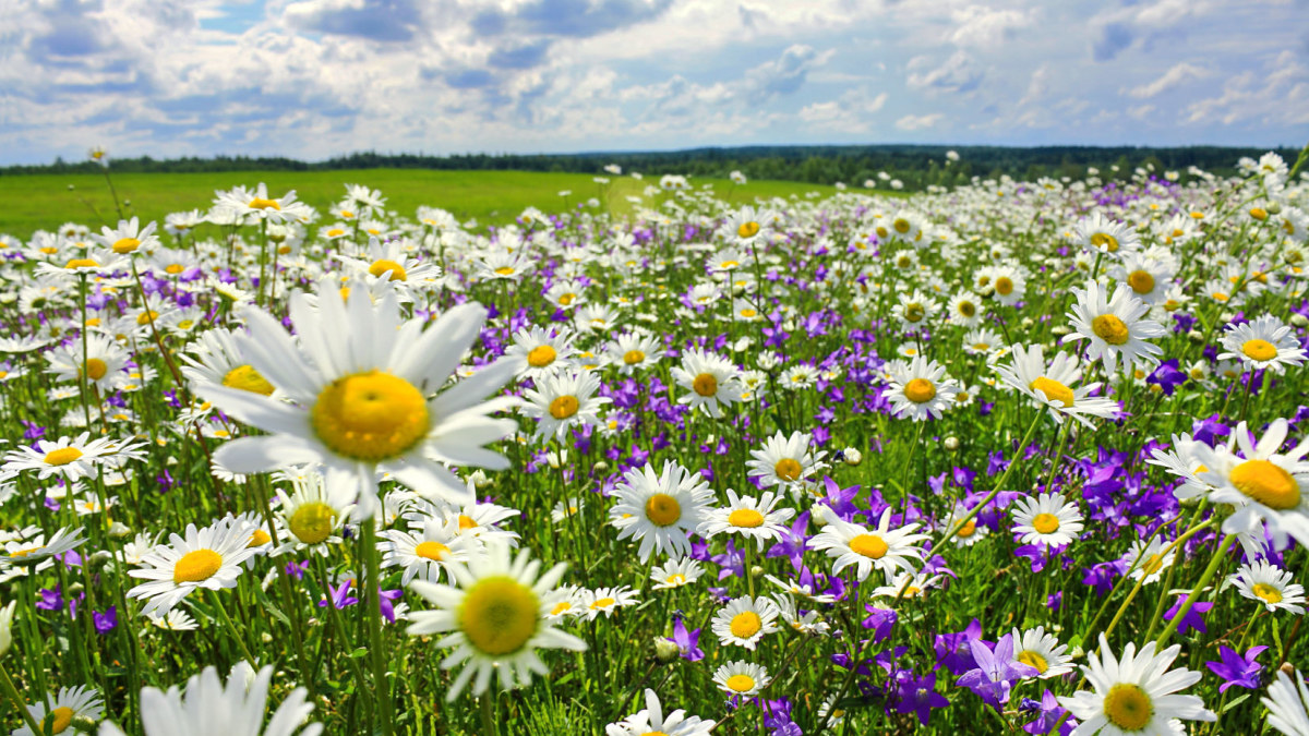 Vasarinių gėlių laukas / Shutterstock nuotr.