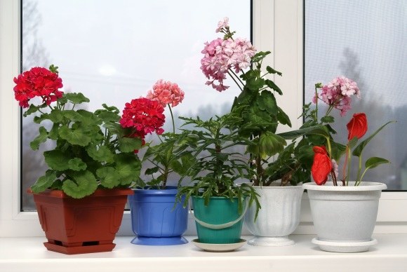Dalis kambarinių augalų ne tik puošia patalpas, bet ir švarina orą. / 123rf.com nuotr. 