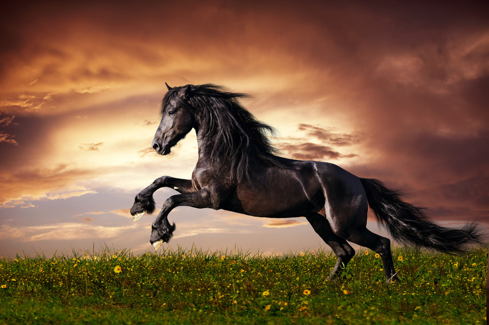 Nuo žilos senovės žirgas įvairiose tautose buvo laikomas šventu gyvuliu. / „Shutterstock“ nuotr.