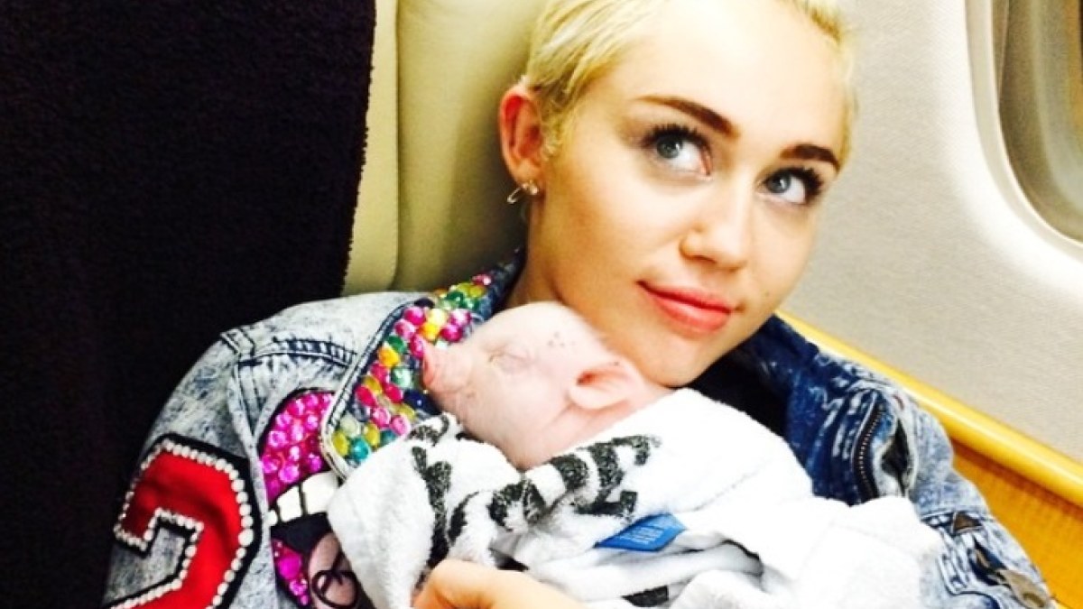 Miley Cyrus su kiaulaite Bubba Sue / „Instagram“ nuotr.