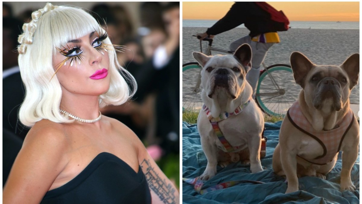 Lady Gaga ir jos augintiniai Kodži ir Gustavas / Vida Press ir Instagram nuotr.