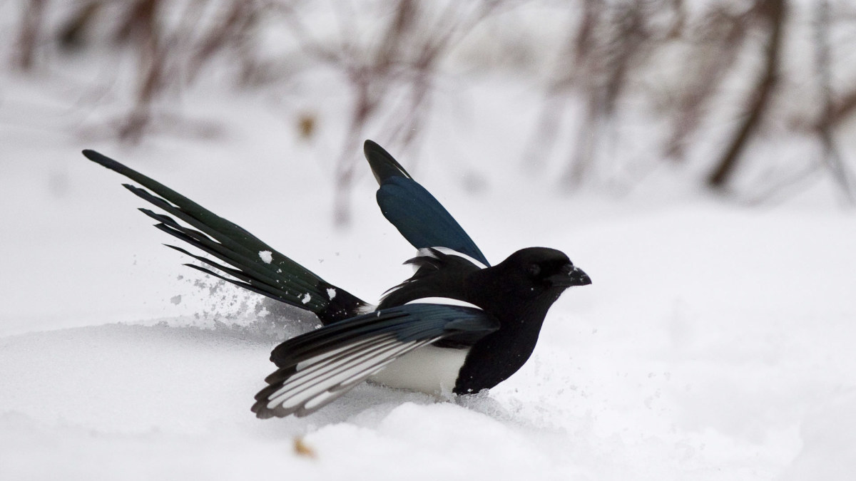 Paukščiai sniege / Vida Press nuotr.