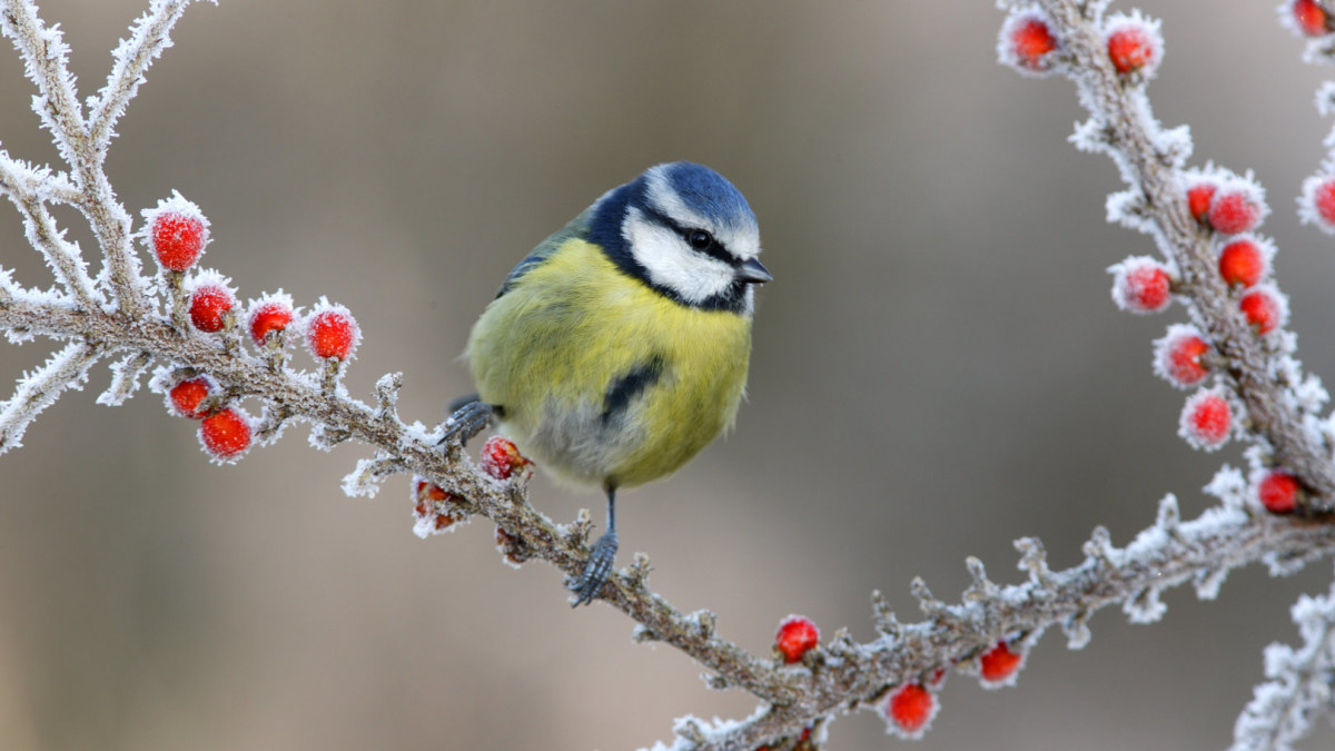 Zylė žiemą. / Shutterstock nuotr.