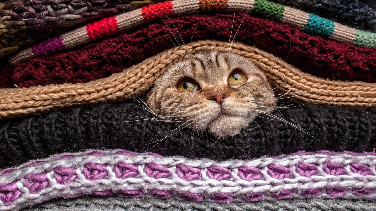 Katinas tarp megztinių. / Shutterstock nuotr.